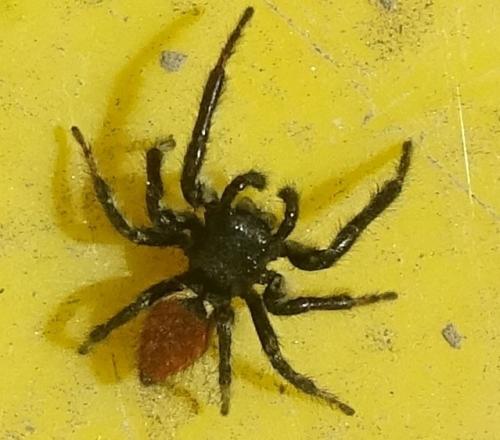 Réf. 273 276 : Carrhotus xanthogramma